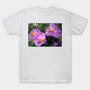 Wild Mountain Cistus T-Shirt